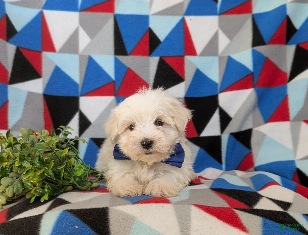Maltese dogs for sale: Hale 7 lbs Full Grown - Ad 7