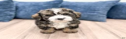 Mini Bernedoodle dogs for sale: Henry - Ad 4