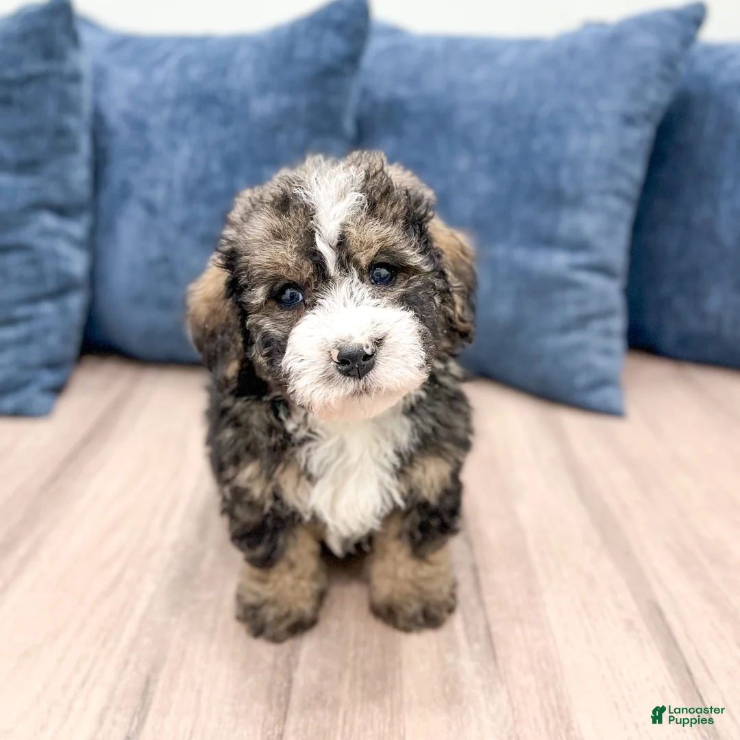 Mini Bernedoodle dogs for sale: Henry - Ad 4