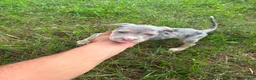 American Bully dogs for sale: American Bully 2 - Ad 1