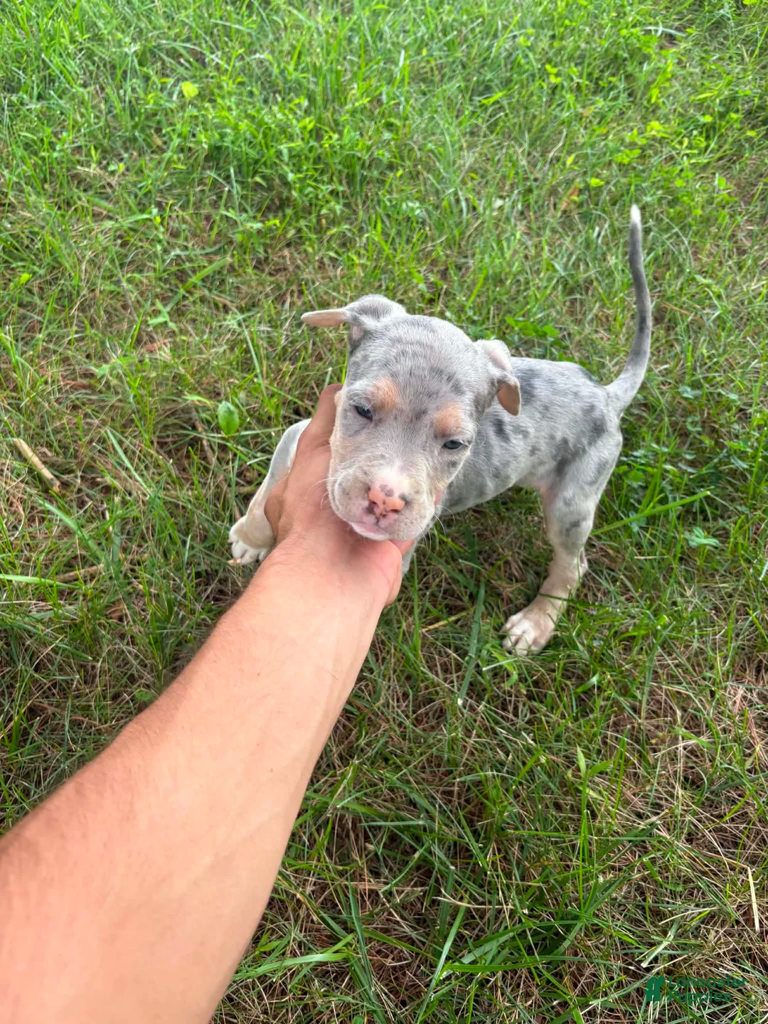 American Bully dogs for sale: American Bully 2 - Ad 1