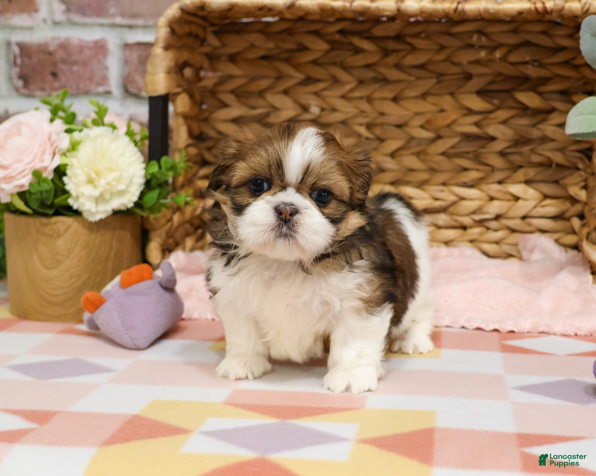 Shih Tzu dogs Lady  - Ad 38