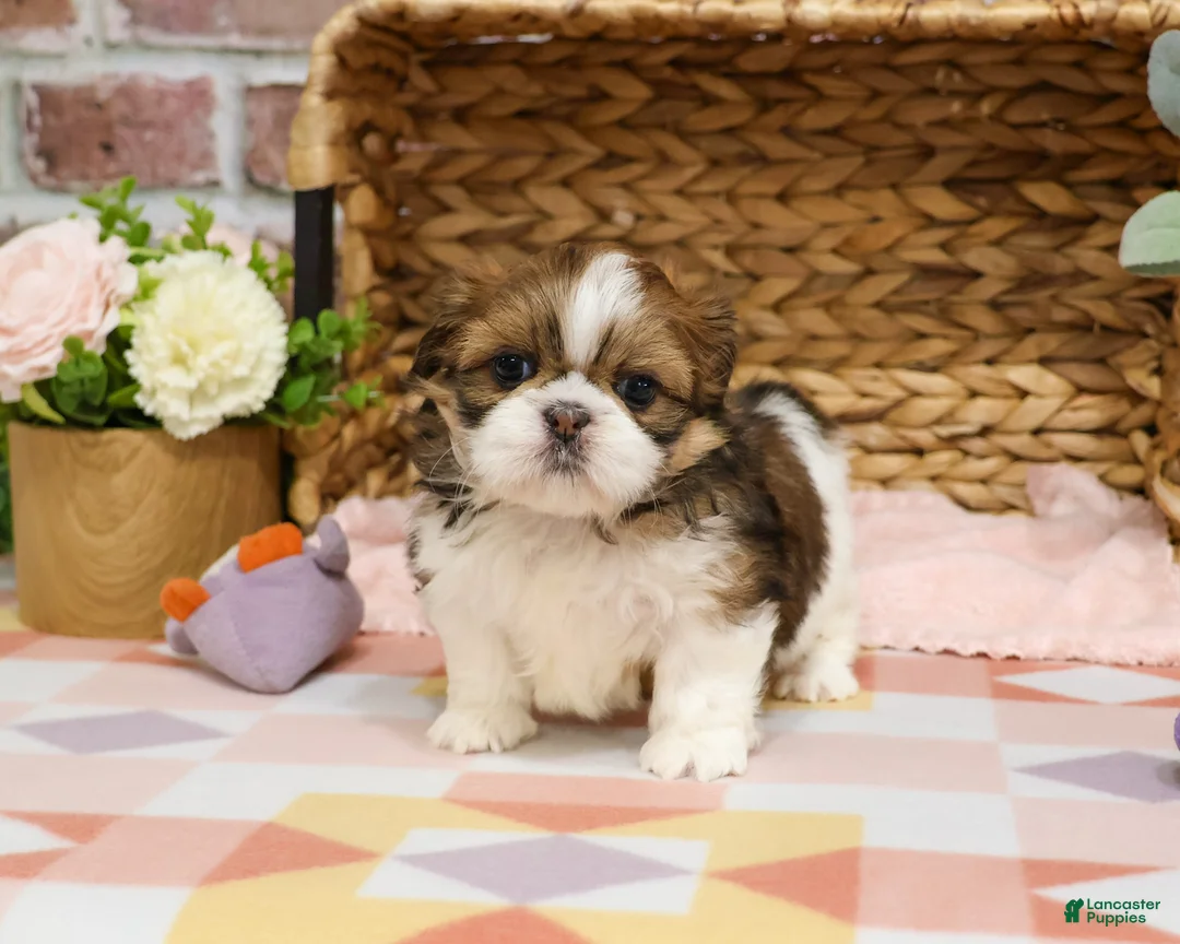 Shih Tzu dogs for sale: Lady  - Ad 1