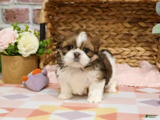 Shih Tzu dogs Lady - Ad 24