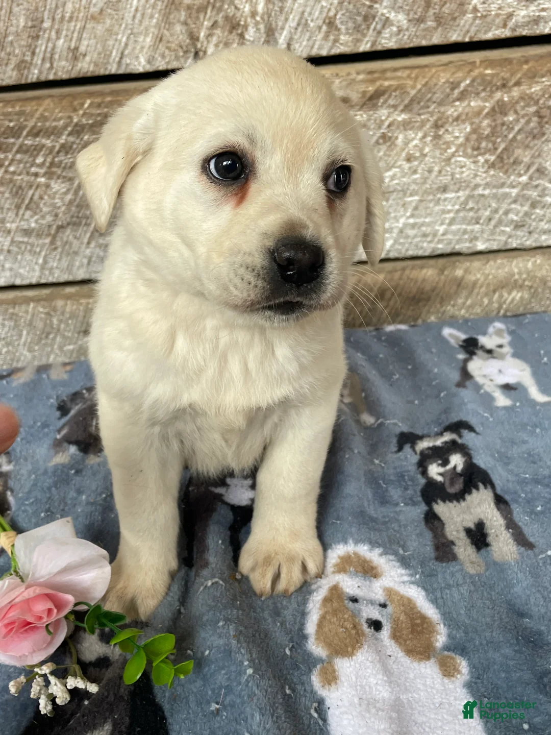 Labrador Retriever dogs for sale: Nova - Ad 2