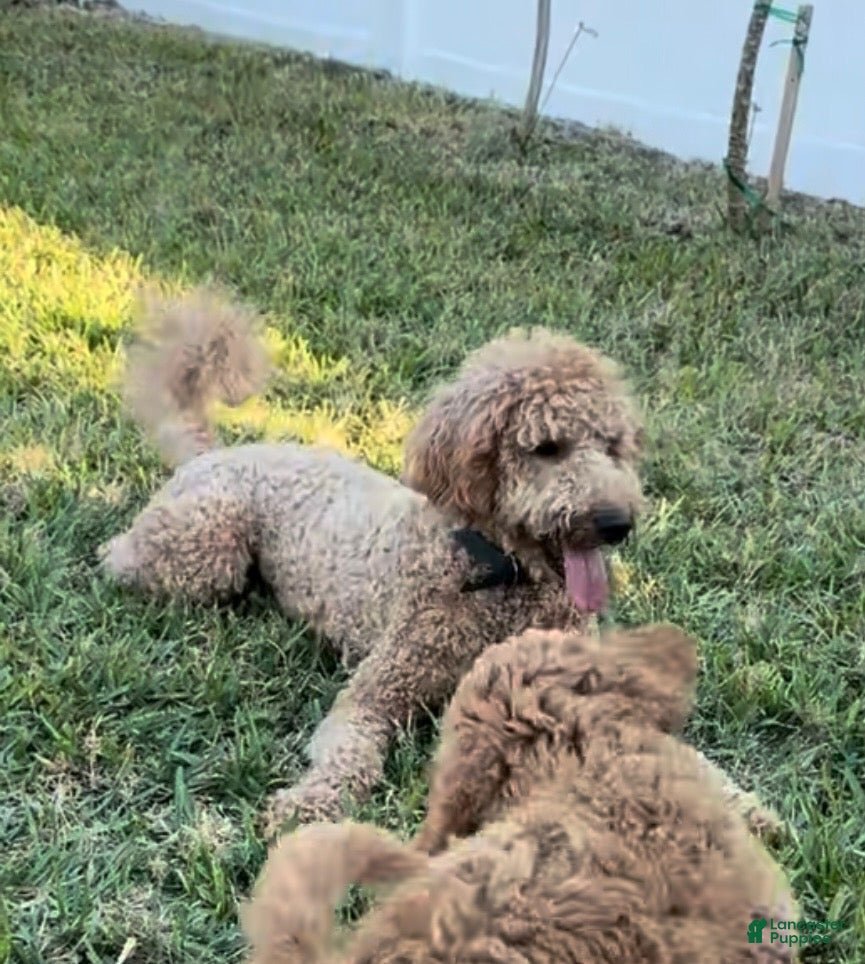 Goldendoodle dogs Blue Boy - Ad 2