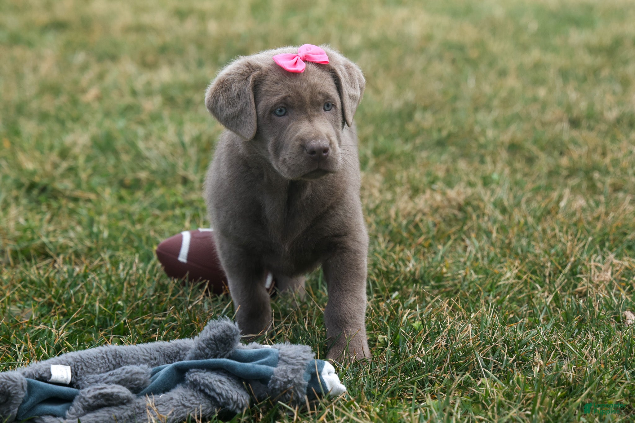 Labrador Retriever dogs KATIE - Ad 2