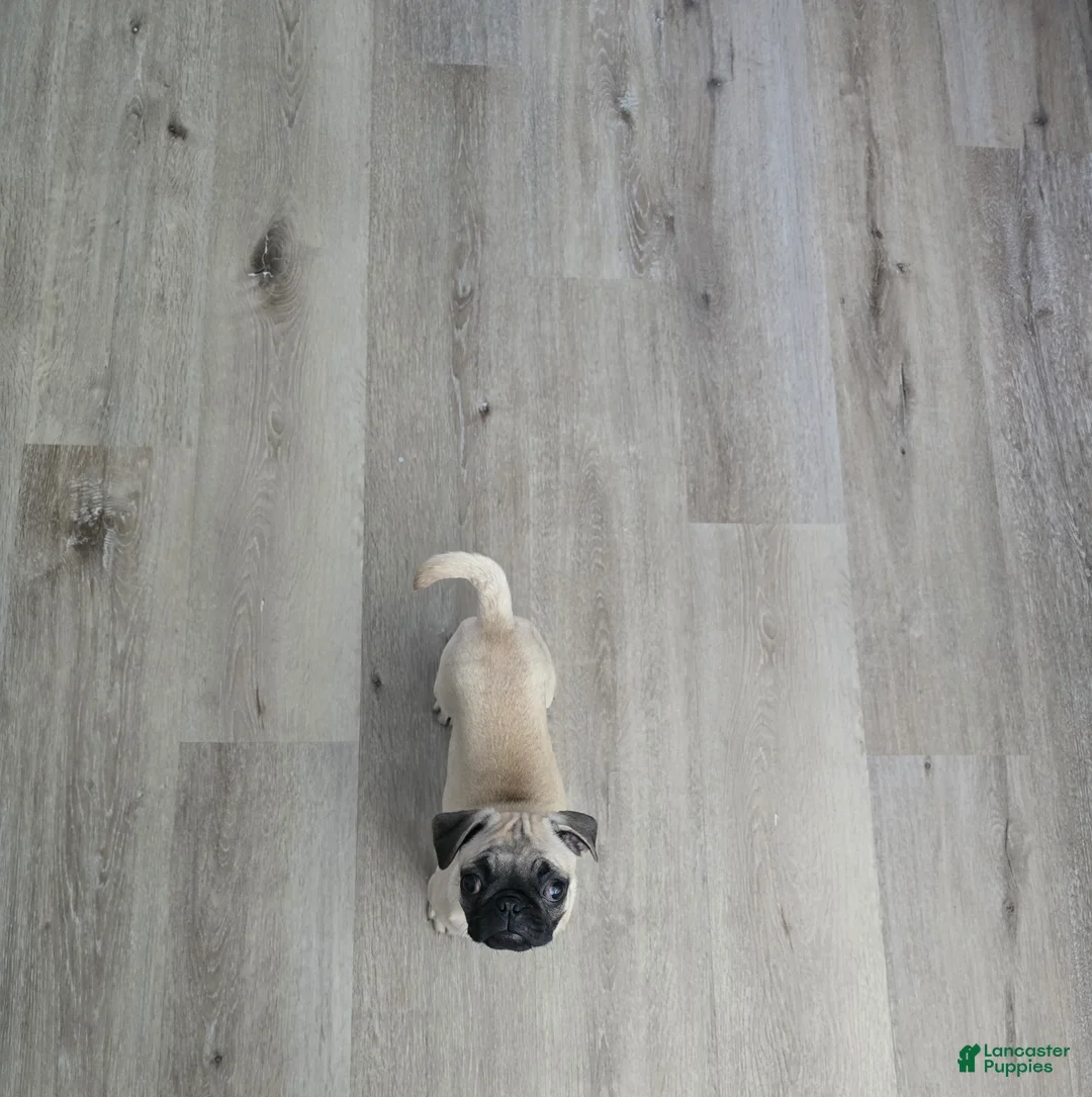 Mixed Breed dogs for sale: Mixed Breed Puppy 1 - Ad 2