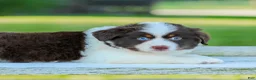 Miniature Australian Shepherd dogs for sale: Judo - Ad 3