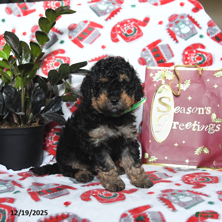 Cavapoo dogs River - Ad 6
