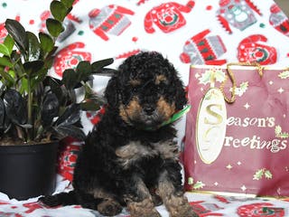 Cavapoo dogs River - Ad 41