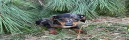 Miniature Dachshund dogs for sale: Pippin - Ad 4