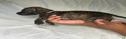 Presa Canario dogs for sale: Presa Canario 13 - Ad 2
