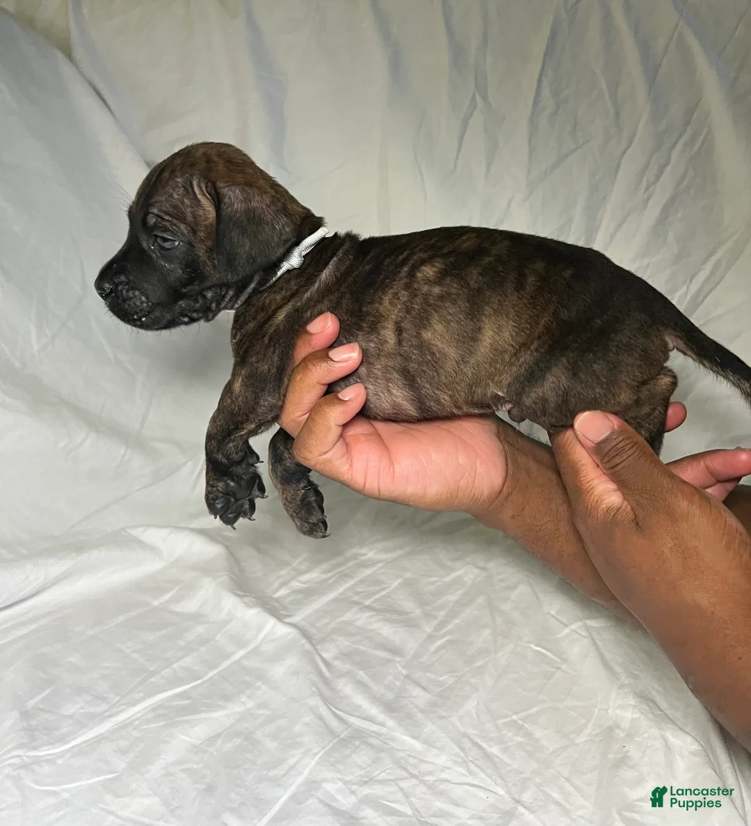 Presa Canario dogs for sale: Presa Canario 13 - Ad 2