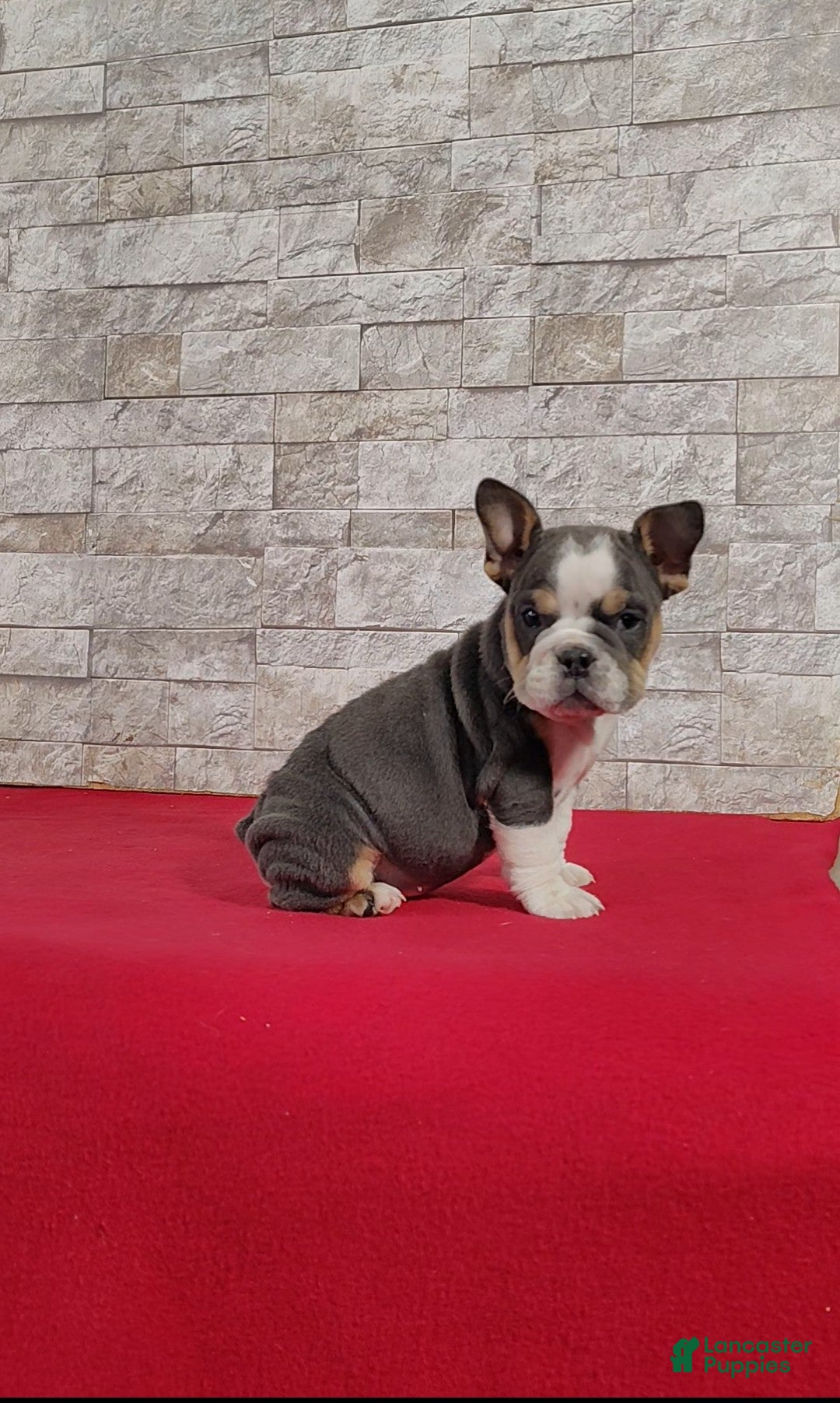 English Bulldog dogs Samantha - Ad 2