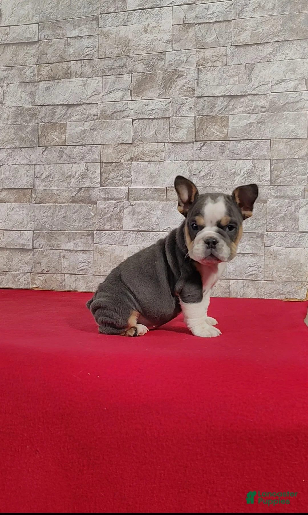 English Bulldog dogs for sale: Samantha - Ad 2