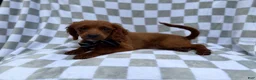 Cavapoo dogs for sale: Domino - Ad 6