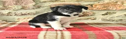 Mixed Breed dogs for sale: Tess - Ad 1
