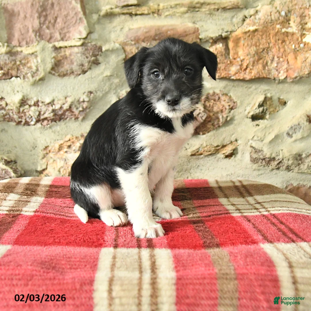 Mixed Breed dogs for sale: Tess - Ad 1