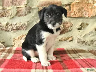 Mixed Breed dogs Tess - Ad 20