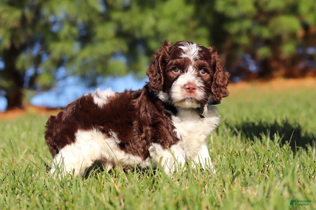 Cockapoo dogs for sale: Max - Ad 6