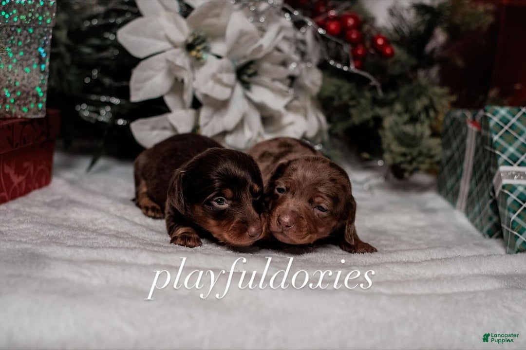 Miniature Dachshund dogs for sale: Ravioli's Chocolate & Tan Girl - Ad 7