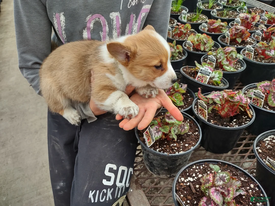 Welsh Corgi Pembroke dogs for sale: Green Collar  - Ad 3