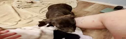 Great Dane dogs for sale: Great Dane 5 - Ad 3