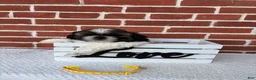 Shih Tzu dogs for sale: Colby - Ad 3