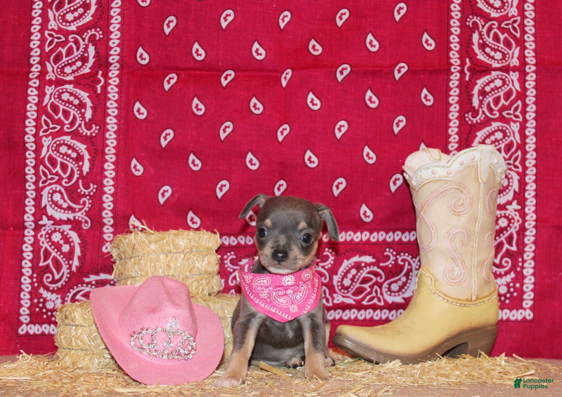 Chihuahua dogs Ysabella - Ad 1