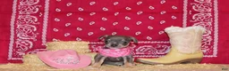 Chihuahua dogs for sale: Ysabella - Ad 2