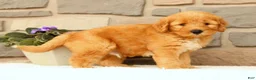 Mini Goldendoodle dogs for sale: Chester - Ad 8