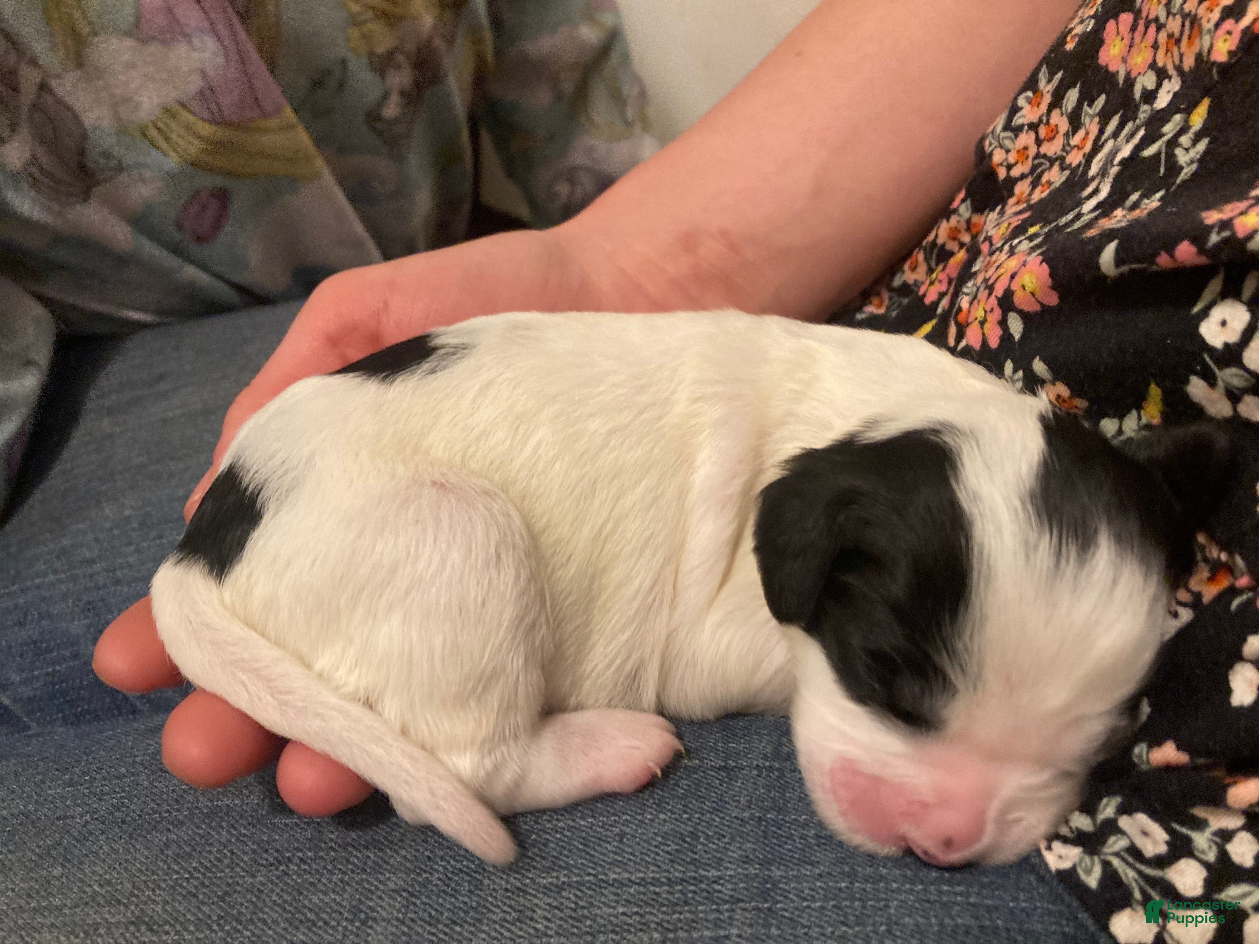 English Setter dogs Georgia - Ad 9