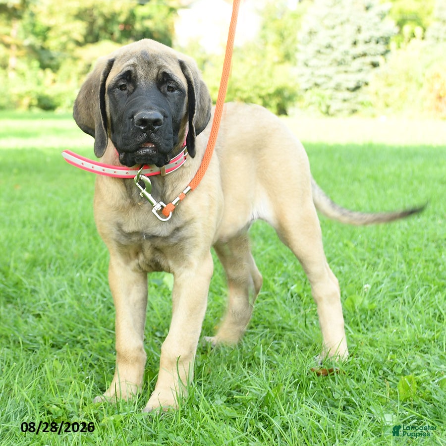 English Mastiff dogs Lily - Ad 2