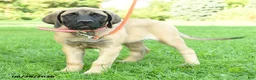 English Mastiff dogs for sale: Lily - Ad 2