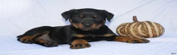 Rottweiler dogs for sale: Bruce  - Ad 7