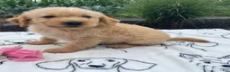 Labradoodle dogs for sale: Rocky - Ad 4