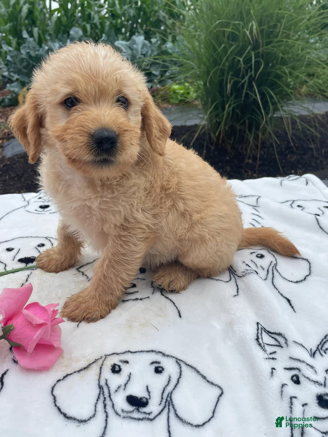 Labradoodle dogs for sale: Rocky - Ad 4