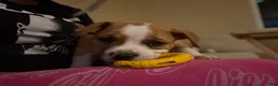 American Bully dogs for sale: Lucy Liu - Ad 3