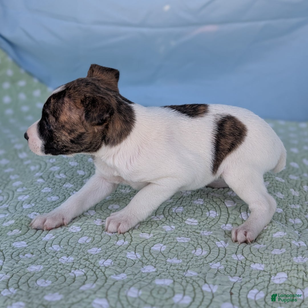 Rat Terrier dogs for sale: Chai - Ad 9
