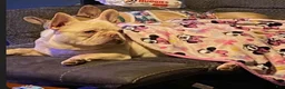 French Bulldog dogs for sale: French Bulldog 3 - Ad 5