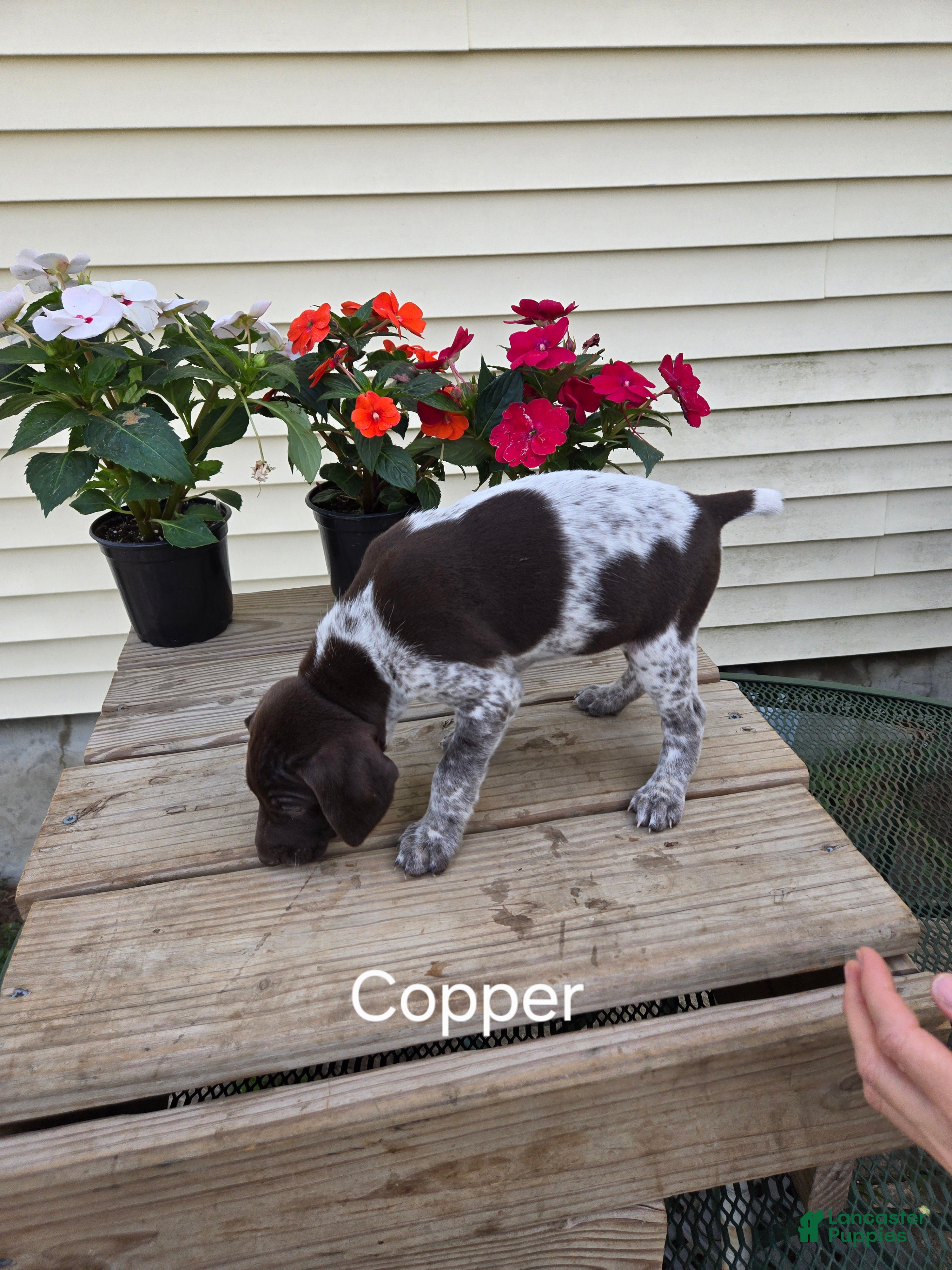 German Shorthaired Pointer dogs Copper - Ad 2