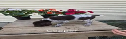 German Shorthaired Pointer dogs for sale: Copper - Ad 2