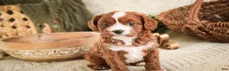 Cavapoo dogs for sale: Harmony - Ad 8