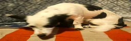 Chihuahua dogs for sale: Elmo (Fully Trained) - Ad 12