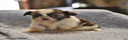 Shih Tzu dogs for sale: Lorraine - Ad 4