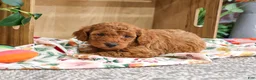 Miniature Poodle dogs for sale: Adeline - Ad 6