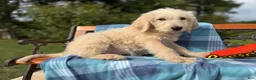Labradoodle dogs for sale: Saffron (Girl) - Ad 5