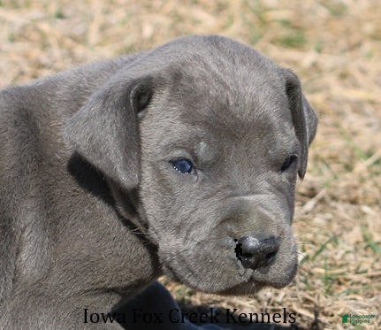 Great Dane dogs Sarge - Ad 42