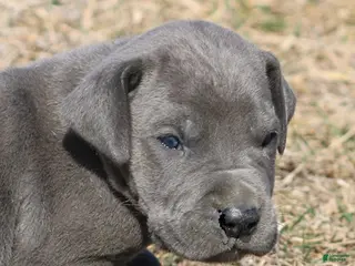 Great Dane dogs Sarge - Ad 42